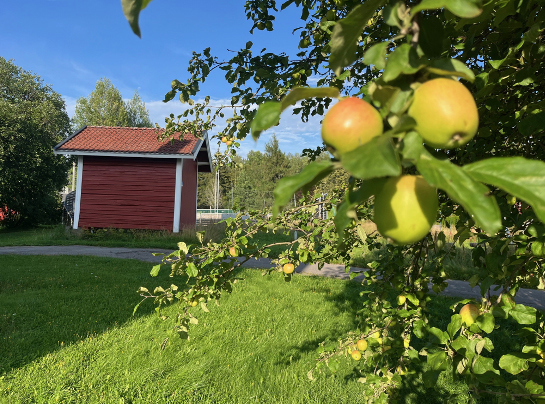 Sesongåpning i bygdetunet